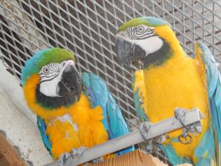 IN-1570　ルリコンゴウインコのペア