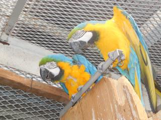 IN-1570　ルリコンゴウインコのペア