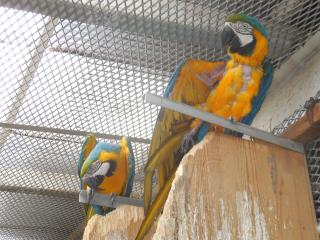 IN-1570　ルリコンゴウインコのペア