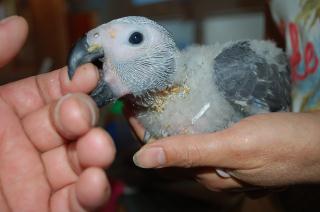 In 1081 ヨウムの雛 キットウココ ペット部