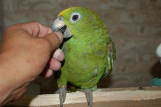 In 10 一人餌のキビタイボウシインコ キットウココ ペット部 In 10 一人餌のキビタイボウシインコ キットウココ ペット部