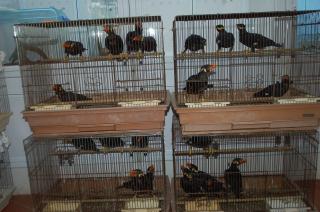 Kot 921 九官鳥15羽入荷 一人餌です Dnaに出しました キットウココ ペット部 Kot 921 九官鳥15羽入荷 一人餌です Dnaに出しました キットウココ ペット部
