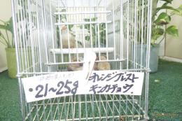 KOT-2882 体格の良いキンカチョウ　雄雌で
