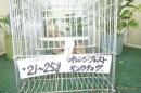 KOT-2882 体格の良いキンカチョウ　雄雌で