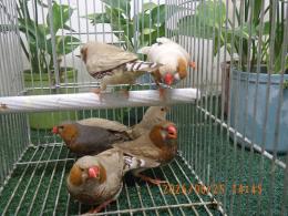 KOT-2882 体格の良いキンカチョウ　雄雌で