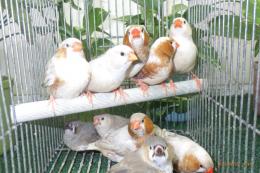 KOT-2883　綺麗なキンカチョウ　雄雌で