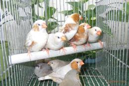 KOT-2883　綺麗なキンカチョウ　雄雌で
