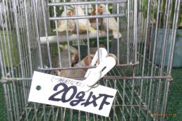 KOT-2883　綺麗なキンカチョウ　雄雌で