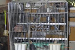 IN-4528　オカメインコ　25年生のノーマル　雄雌で