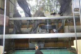 IN-4528　オカメインコ　25年生のノーマル　雄雌で