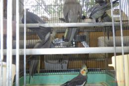 IN-4528　オカメインコ　25年生のノーマル　雄雌で