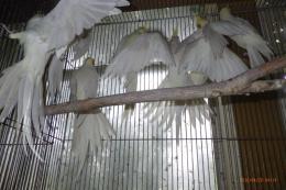 IN-4529　オカメインコのルチノー　若の雄雌で