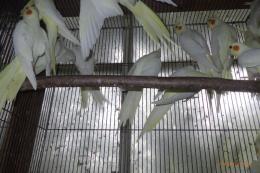 IN-4529　オカメインコのルチノー　若の雄雌で