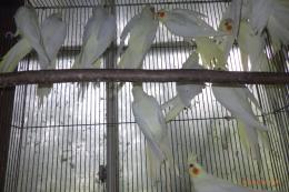 IN-4529　オカメインコのルチノー　若の雄雌で