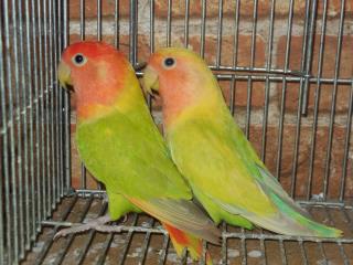 In 1571 ベルギー産コザクラインコ雄雌で キットウココ ペット部 In 1571 ベルギー産コザクラインコ雄雌で キットウココ ペット部