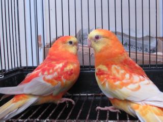 IN-3057 オレンジ美声インコ 若 1羽の価格 | キットウココ ペット部