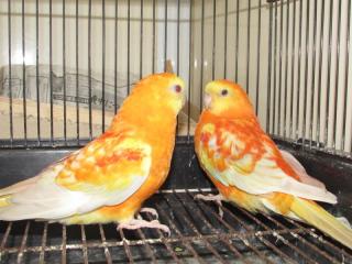 もも珊瑚 般若棒タイ オレンジ色 鬼の顔 アクセサリー 35.7*42.5mm 