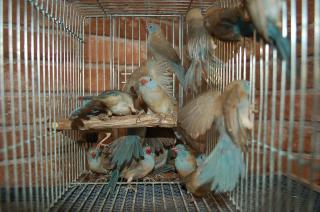 KOT-535 ルリガシラセイキチョウのペアで | キットウココ ペット部