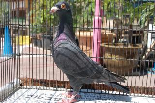 鳩 猫沢 勇 | Shutokō Battle Rival Database Wiki | Fandom