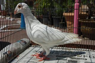 HT-325 出来の悪い白い鳩・・・B054 | キットウココ ペット部