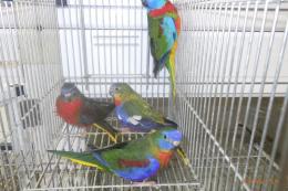 IN-4332　キキョウインコの24年25年生の雄