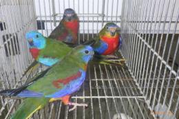 IN-4332　キキョウインコの24年25年生の雄
