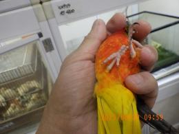 IN-4332　キキョウインコの24年25年生の雄