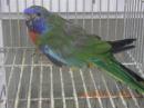 IN-4333　ヒムネキキョウインコ25年生の雄