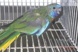 IN-4333　ヒムネキキョウインコ25年生の雄