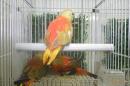 IN-4334　ヒムネキキョウインコの雌　2羽は手乗り仕立て