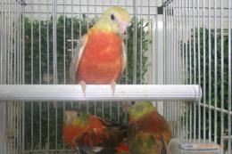 IN-4334　ヒムネキキョウインコの雌　2羽は手乗り仕立て
