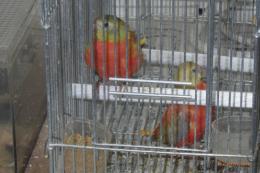 IN-4334　ヒムネキキョウインコの雌　2羽は手乗り仕立て