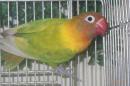 IN-4335　ヤマブキボタンインコ・雌
