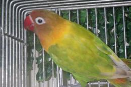 IN-4335　ヤマブキボタンインコ・雌