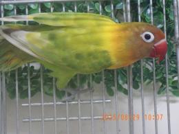 IN-4335　ヤマブキボタンインコ・雌