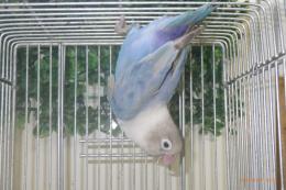 IN-4336　HFコバルトボタンインコ・キエリ系の雌