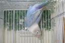 IN-4336　HFコバルトボタンインコ・キエリ系の雌