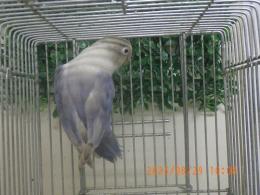 IN-4336　HFコバルトボタンインコ・キエリ系の雌
