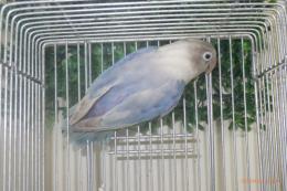 IN-4336　HFコバルトボタンインコ・キエリ系の雌