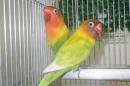 IN-4337　ヤマブキボタンインコ　ペアで　若
