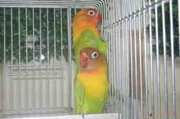 IN-4337　ヤマブキボタンインコ　ペアで　若