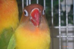 IN-4337　ヤマブキボタンインコ　ペアで　若