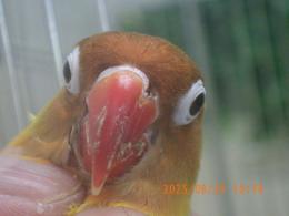 IN-4337　ヤマブキボタンインコ　ペアで　若