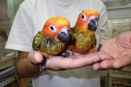 IN-3978　コガネメキシコインコ　そろそろ一人餌