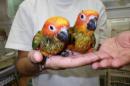 IN-3978　コガネメキシコインコ　そろそろ一人餌