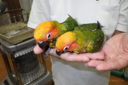 IN-3978　コガネメキシコインコ　そろそろ一人餌