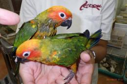 IN-3978　コガネメキシコインコ　そろそろ一人餌