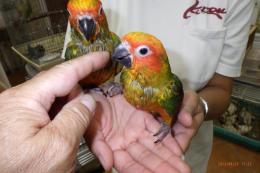 IN-3978　コガネメキシコインコ　そろそろ一人餌