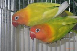 IN-4338　ヤマブキボタンインコ　ペアで　若