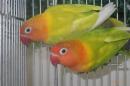 IN-4338　ヤマブキボタンインコ　ペアで　若